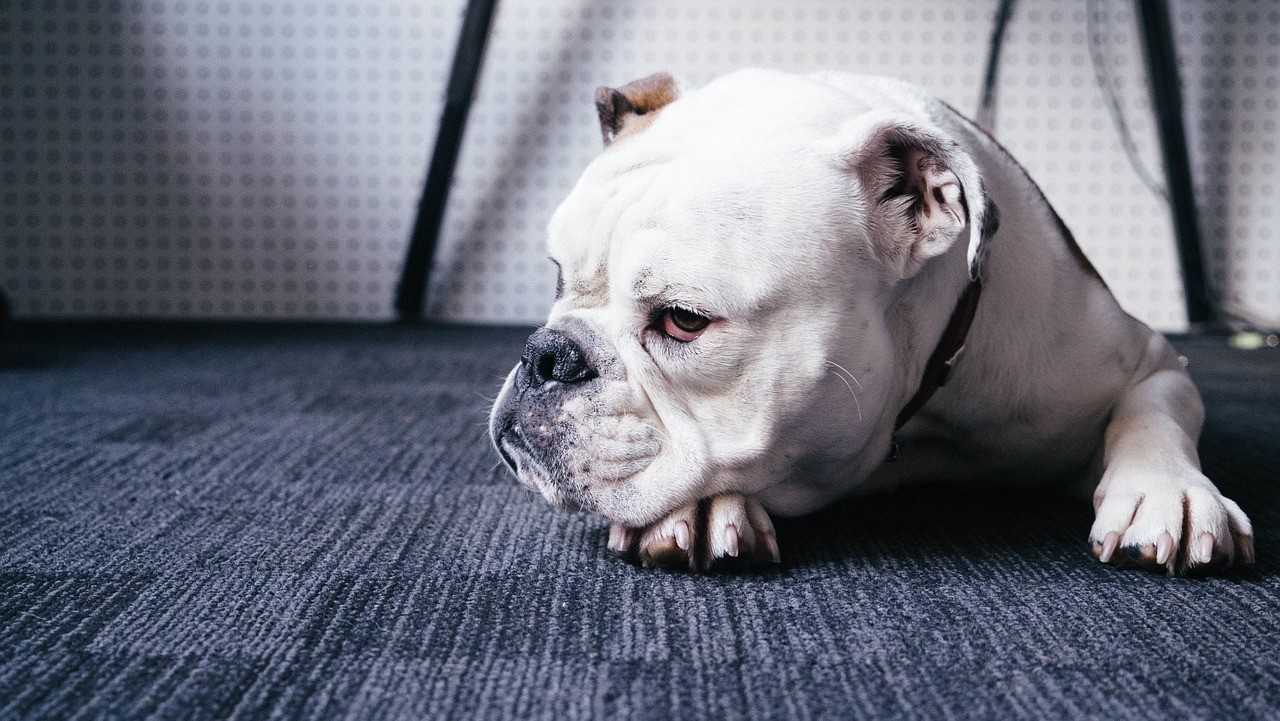 Coworking Pet Friendly: muito melhor para trabalhar